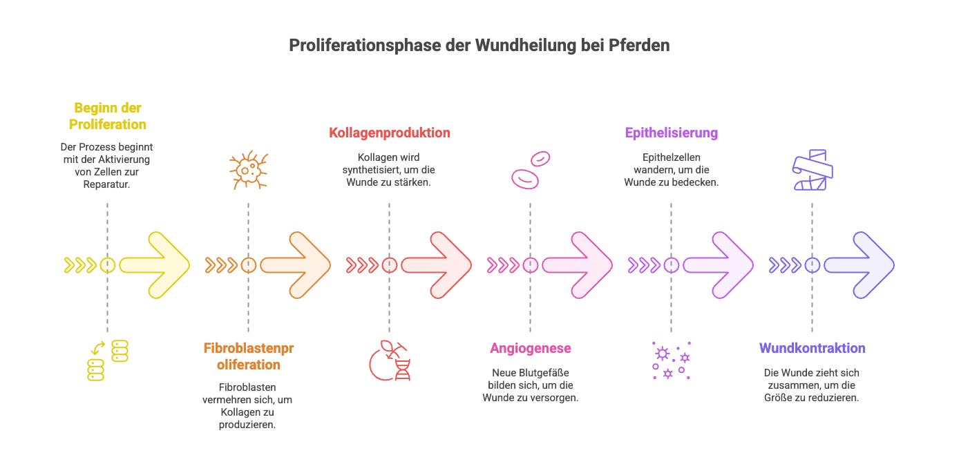 Schéma phase inflammatoire cheval